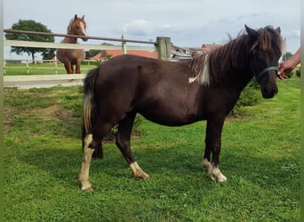 Shetland Ponys, Stute, 1 Jahr, 105 cm, Schecke