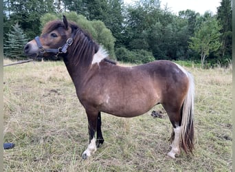 Shetland Ponys, Stute, 1 Jahr, 105 cm, Schecke