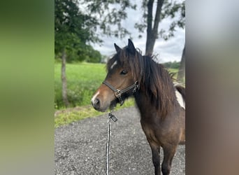 Shetland Ponys, Stute, 1 Jahr, 105 cm, Schecke