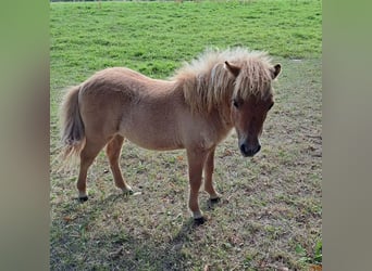 Shetland Ponys, Stute, 1 Jahr, 80 cm, Falbe