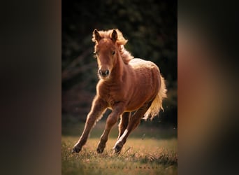 Shetland Ponys, Stute, 1 Jahr, 90 cm, Fuchs