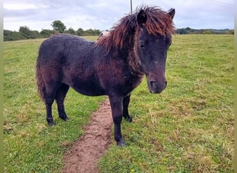 Shetland Ponys, Stute, 1 Jahr, 90 cm, Rappe