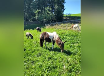 Shetland Ponys, Stute, 1 Jahr, 90 cm, Schecke
