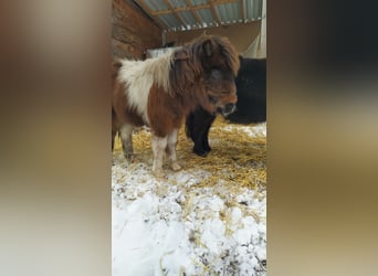 Shetland Ponys, Stute, 1 Jahr, 90 cm, Schecke