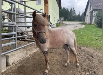 Shetland Ponys Mix, Stute, 1 Jahr, 93 cm, Roan-Red