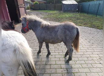 Shetland Ponys, Stute, 1 Jahr, 95 cm, Schimmel