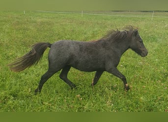Shetland Ponys, Stute, 1 Jahr, 95 cm, Schimmel