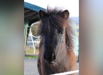 Shetland Ponys, Stute, 1 Jahr, Rappe