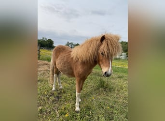 Shetland Ponys, Stute, 1 Jahr, Schecke