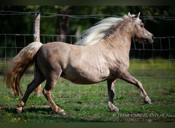 Shetland Ponys, Stute, 20 Jahre, 100 cm, Fuchs