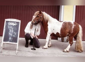 Shetland Ponys, Stute, 20 Jahre, 100 cm, Schecke