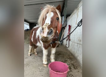 Shetland Ponys, Stute, 20 Jahre, 100 cm, Schecke