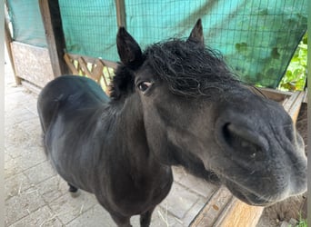 Shetland Ponys, Stute, 20 Jahre, 110 cm, Rappe