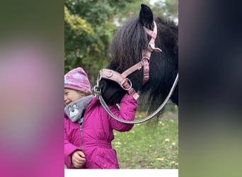 Shetland Ponys, Stute, 20 Jahre, 110 cm, Rappe