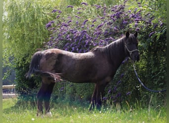 Shetland Ponys Mix, Stute, 20 Jahre, 128 cm, Rappe
