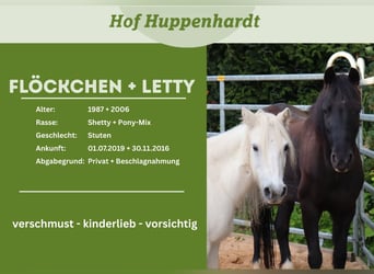 Shetland Ponys Mix, Stute, 20 Jahre, 128 cm, Rappe