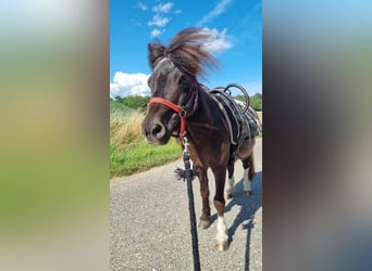Shetland Ponys, Stute, 21 Jahre, 86 cm