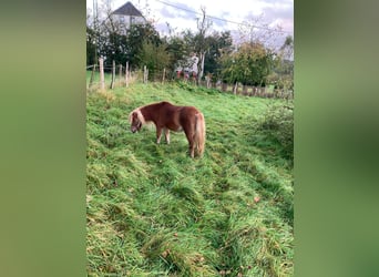 Shetland Ponys, Stute, 23 Jahre, 95 cm, Fuchs
