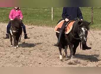 Shetland Ponys, Stute, 25 Jahre, 98 cm, Schecke