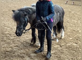 Shetland Ponys, Stute, 25 Jahre, 98 cm, Schecke