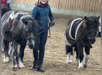 Shetland Ponys, Stute, 25 Jahre, 98 cm, Schecke