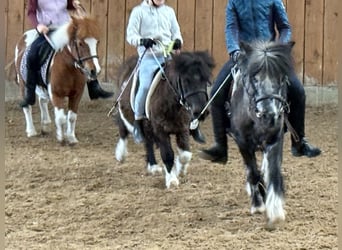 Shetland Ponys, Stute, 25 Jahre, 98 cm, Schecke