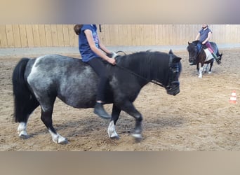 Shetland Ponys, Stute, 25 Jahre, 98 cm, Schecke