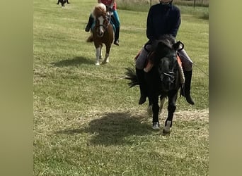 Shetland Ponys, Stute, 25 Jahre, 98 cm, Schecke