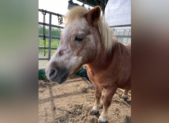 Shetland Ponys, Stute, 26 Jahre, 100 cm, Hellbrauner