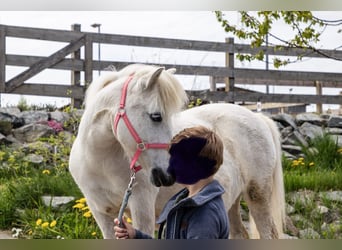 Shetland Ponys, Stute, 26 Jahre, 106 cm, Schimmel