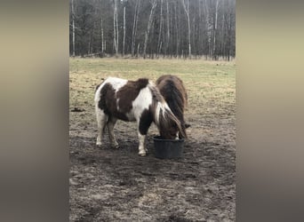 Shetland Ponys Mix, Stute, 26 Jahre, 110 cm, Brauner