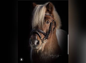 Shetland Ponys, Stute, 26 Jahre, 80 cm