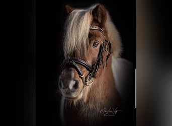 Shetland Ponys, Stute, 26 Jahre, 80 cm, White