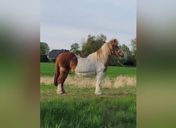 Shetland Ponys, Stute, 27 Jahre, 102 cm