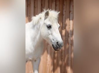 Shetland Ponys, Stute, 27 Jahre, 108 cm, Schimmel