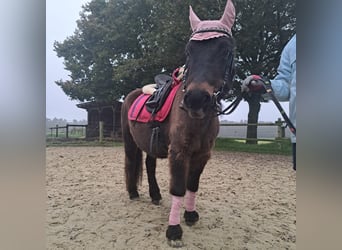 Shetland Ponys Mix, Stute, 29 Jahre, 113 cm, Brauner