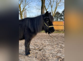 Shetland Ponys, Stute, 29 Jahre, Rappe