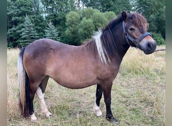 Shetland Ponys, Stute, 2 Jahre, 100 cm, Brauner