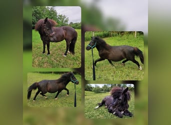 Shetland Ponys, Stute, 2 Jahre, 100 cm, Brauner