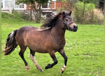 Shetland Ponys, Stute, 2 Jahre, 100 cm, Brauner