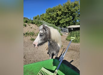 Shetland Ponys, Stute, 2 Jahre, 100 cm, Kann Schimmel werden