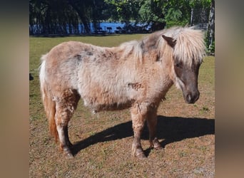 Shetland Ponys, Stute, 2 Jahre, 70 cm