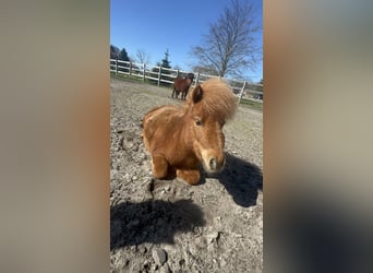 Shetland Ponys, Stute, 2 Jahre, 75 cm, Fuchs