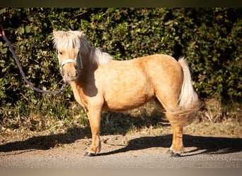 Shetland Ponys, Stute, 2 Jahre, 75 cm, Palomino