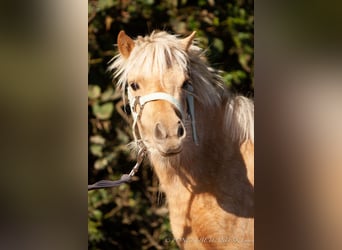 Shetland Ponys, Stute, 2 Jahre, 75 cm, Palomino