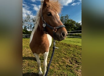 Shetland Ponys, Stute, 2 Jahre, 91 cm, Schecke