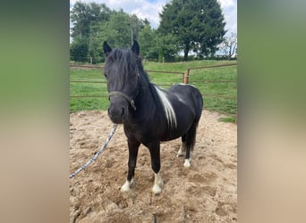 Shetland Ponys, Stute, 2 Jahre, 95 cm, Schecke