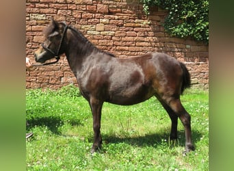 Shetland Ponys, Stute, 2 Jahre, 96 cm, Dunkelbrauner