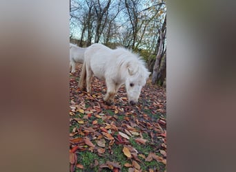 Shetland Ponys, Stute, 2 Jahre, Palomino