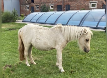 Shetland Ponys, Stute, 2 Jahre, Schecke